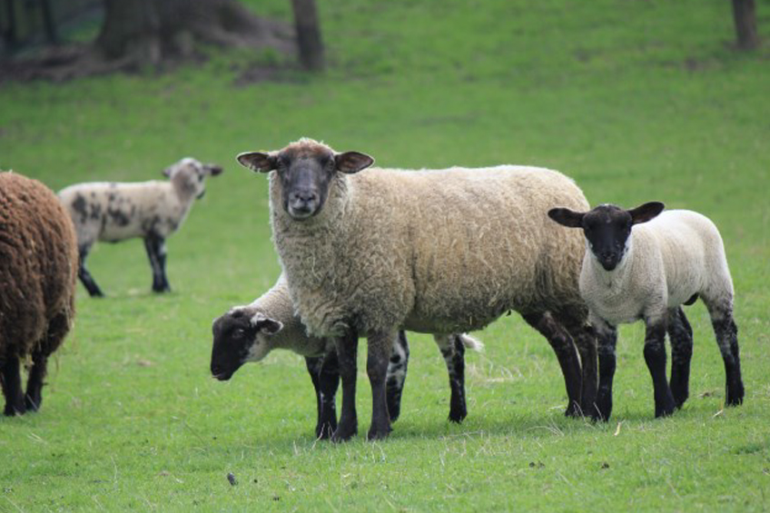 Agri-Lloyd Sheep
